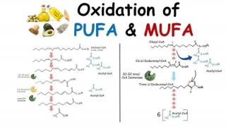 MUFA & PUFA - Chất béo có lợi cho hệ tim mạch