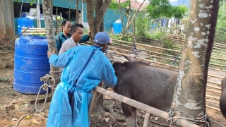 Quảng Bình tăng cường bảo vệ, chăm sóc đàn vật nuôi trong và sau mùa mưa, lũ