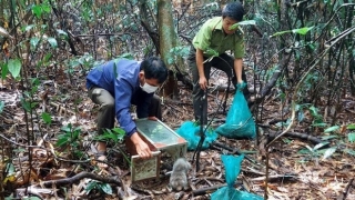 Đắk Nông thả 8 cá thể kỳ đà nguy cấp, quý hiếm trở về rừng