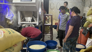 Lào Cai phát hiện hộ kinh doanh gạo 'Séng cù xanh' nhuộm từ lá dứa