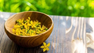 Tác dụng chữa bệnh của cây thuốc St. John's wort