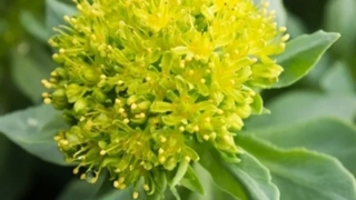 Tác dụng chữa bệnh của Rhodiola rosea