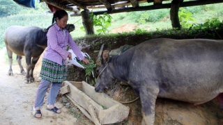 Lào Cai ban hành công điện khẩn yêu cầu tăng cường, chủ động các biện pháp phòng, chống rét cho cây trồng, vật nuôi