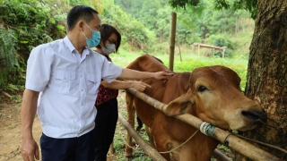 Lào Cai tăng cường công tác phòng, chống dịch bệnh trên đàn gia súc, gia cầm