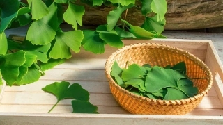 Tác dụng chữa bệnh của Ginkgo biloba