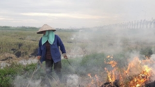 Hà Nội tăng cường các biện pháp quản lý nhà nước đối với hoạt động đốt rơm rạ, các phụ phẩm cây trồng