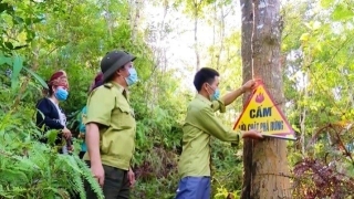 Quảng Bình tăng cường biện pháp quản lý, bảo vệ rừng, ngăn chặn mất rừng, suy thoái rừng