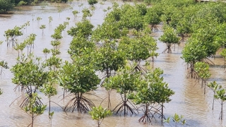 Cà Mau phát động “Tết trồng cây đời đời nhớ ơn Bác Hồ” nhân dịp Xuân Giáp Thìn năm 2024