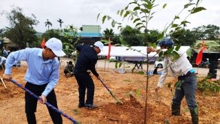 Quảng Ngãi tổ chức “Tết trồng cây” và tăng cường công tác quản lý bảo vệ, phát triển rừng