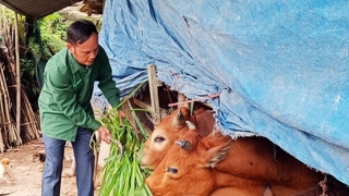 Hà Tĩnh tăng cường phòng, chống đói, rét cho gia súc, gia cầm và thuỷ sản nuôi