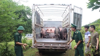 Tăng cường ngăn chặn, xử lý nghiêm các trường hợp buôn lậu, vận chuyển trái phép động vật, sản phẩm động vật qua biên giới vào Việt Nam