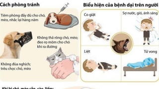 Bình Thuận: Một ca tử vong nghi do bệnh dại tại Hàm Tân