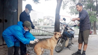 Thừa Thiên Huế thực hiện nghiêm các biện pháp phòng, chống bệnh dại trên động vật