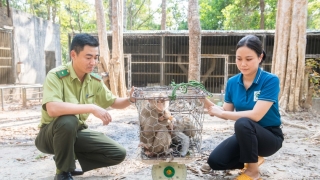 Gia Lai bàn giao 3 cá thể khỉ đuôi lợn cho Vườn Quốc gia Chư Mom Ray