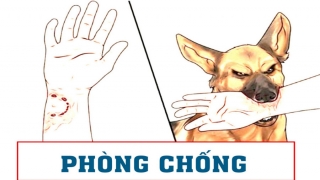 Phòng chống bệnh Dại