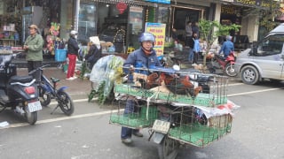 Lào Cai phòng chống dịch bệnh và thúc đẩy phát triển chăn nuôi trên địa bàn tỉnh