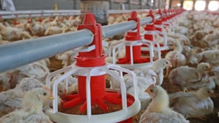 Lâm Đồng chủ động kiểm soát các bệnh truyền nhiễm trên đàn vật nuôi