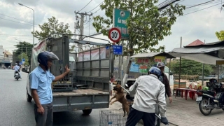 Đồng Nai: Ghi nhận thêm 2 ổ dịch chó dại tại huyện Trảng Bom và huyện Long Thành
