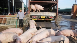 Lào Cai: Tăng cường các biện pháp ngăn chặn vận chuyển, nhập lậu động vật, sản phẩm động vật trên địa bàn và qua biên giới vào tỉnh