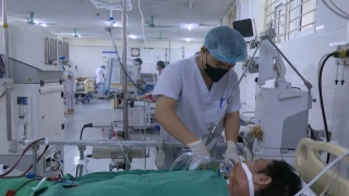 Lào Cai: Nam bệnh nhân 55 tuổi sốc nhiễm khuẩn, suy đa tạng, nguy cơ tử vong cao sau khi ăn thịt lợn chết