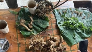 Kon Tum tiêu hủy 148 cây giống giả sâm Ngọc Linh bán trên mạng xã hội