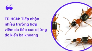 TP. Hồ Chí Minh: Tiếp nhận nhiều trường hợp viêm da tiếp xúc dị ứng do kiến ba khoang