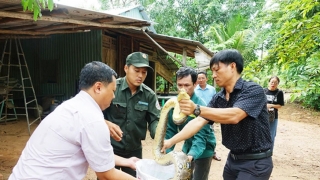 Kiên Giang: Điều trị trăn quý hiếm nặng 12kg chờ thả về môi trường tự nhiên