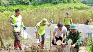 Hà Tĩnh: Thả 36 cá thể động vật hoang dã về tự nhiên