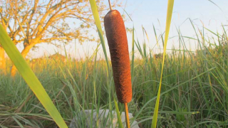 Bài thuốc chữa bệnh từ cỏ Nến