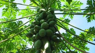Cách dùng đu đủ non điều trị mụn trứng cá và chó, mèo cắn