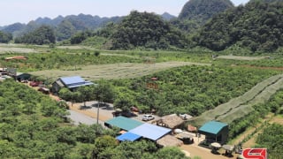 Chăm bón mận hậu sau thu hoạch