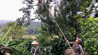 Sơn La: Mùa mắc coọc ở Mường Chanh