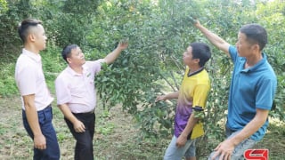 Sơn La: Huyện Sốp Cộp xây dựng nhiều mô hình sản xuất nông nghiệp
