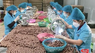 Hợp tác đưa nông sản vươn xa