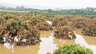 Bắc Giang: Nhanh chóng triển khai các biện pháp khôi phục thiệt hại sản xuất nông nghiệp do bão số 3