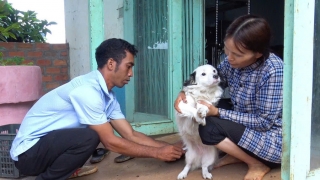 Gia Lai: Khẩn trương triển khai các giải pháp phòng, chống bệnh dại trên địa bàn tỉnh