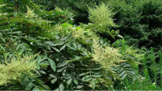 Các bài thuốc chữa bệnh từ dược liệu cây muối