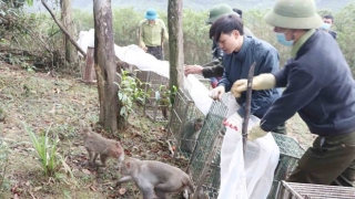 Hà Tĩnh: Thả 90 cá thể động vật hoang dã về tự nhiên