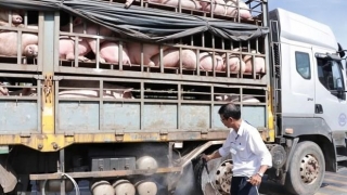 Lào Cai: Nghiêm túc thực hiện các biện pháp ngăn chặn tình trạng nhập lậu, vận chuyển trái phép động vật