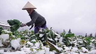 Chủ động ứng phó với rét đậm, rét hại và gió mạnh trên biển