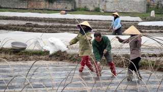 Dự báo thời tiết ngày 8/2: Miền Bắc đón không khí lạnh tăng cường và rét đậm, rét hại