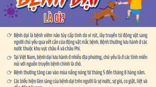 Infographic: Bệnh dại, cách xử trí vết thương và phòng bệnh