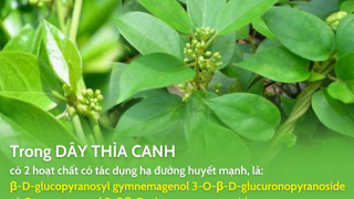 Dây thìa canh: thảo dược tiềm năng hỗ trợ kiểm soát bệnh tiểu đường