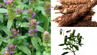 Bài thuốc điều trị bệnh gút từ thổ phục linh và hạ khô thảo