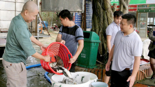 Yên Bái: Thả hơn 12,6 triệu con cá giống tại hồ Thác Bà