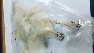 Bắc Kạn: Bệnh nhân 57 tuổi nghi ngộ độc do ăn canh nấm hái trong rừng