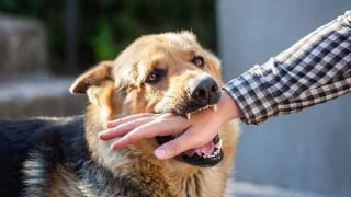 Bà Rịa - Vũng Tàu: 5 người bị chó nghi mắc bệnh dại cắn