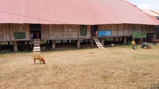 Gia Lai: Thêm một ca tử vong do bệnh dại