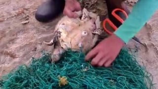 Bà Rịa – Vũng Tàu: Giải cứu 2 cá thể rùa biển bị mắc lưới tại Côn Đảo