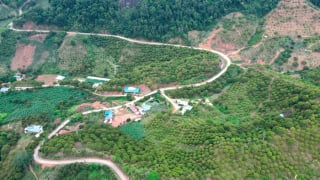 Sơn La: Huyện Vân Hồ tập trung chăm sóc cây ăn quả